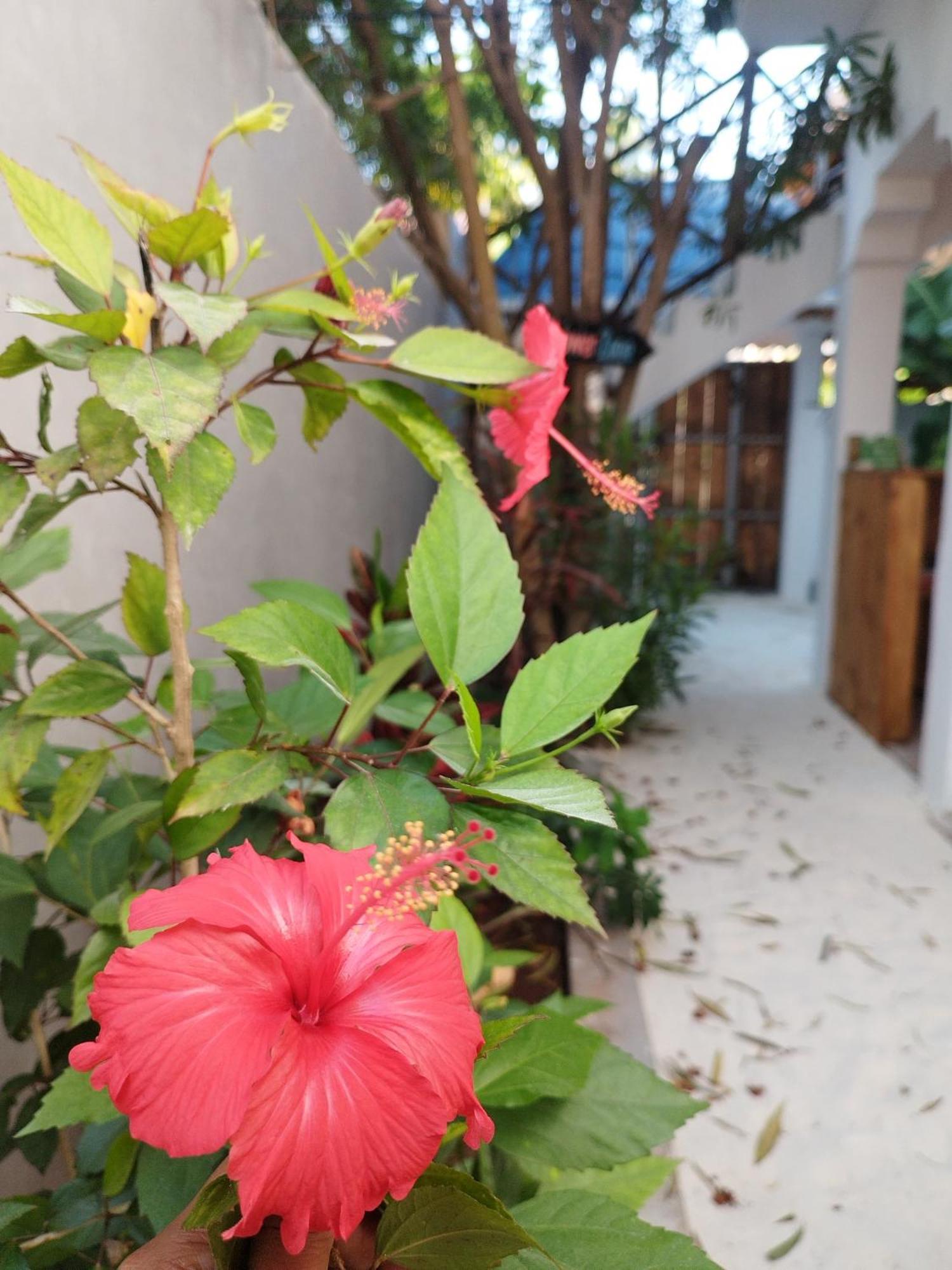 Pamoja Beach Stays Hotel In Jambiani 江比阿 外观 照片